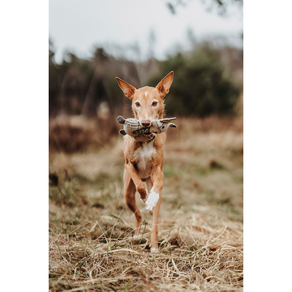 Soft toy for dogs Hunter Beige 100 % Recycled Fox-2