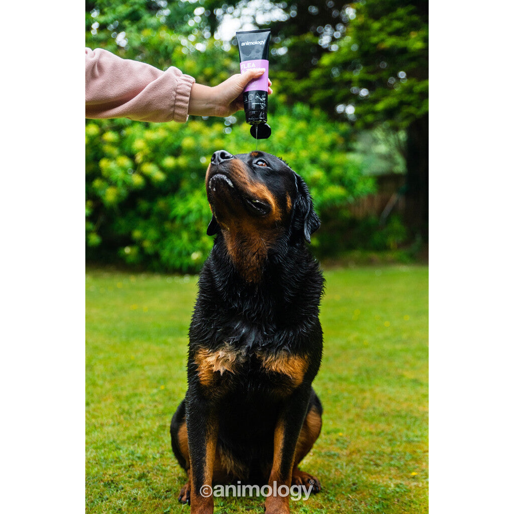 Anti-Vlooien & Teken Shampoo - Animology Flea & Tick 250ml | Tea Tree Olie