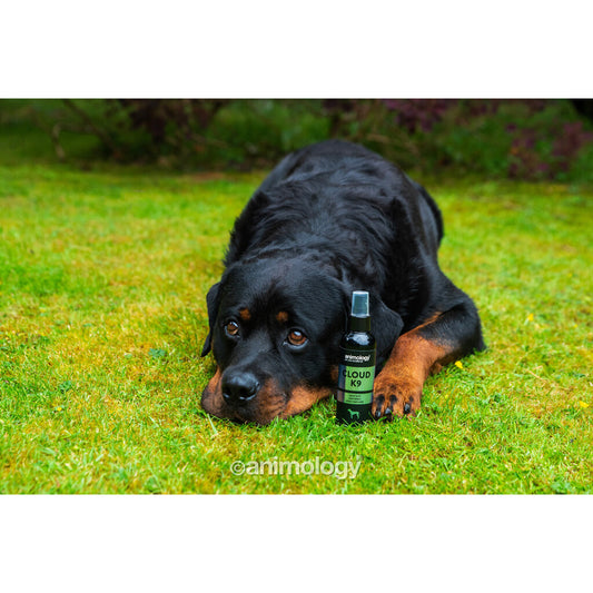 ☁️ Animology Cloud K9 - Levendige Bergamot Body Mist voor Honden (150ml)