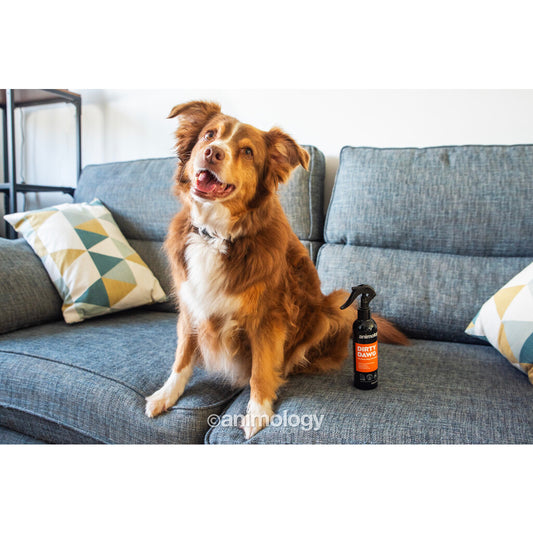 🐕 Animology Dirty Dawg - No Rinse Shampoo Spray voor Honden (250ml)